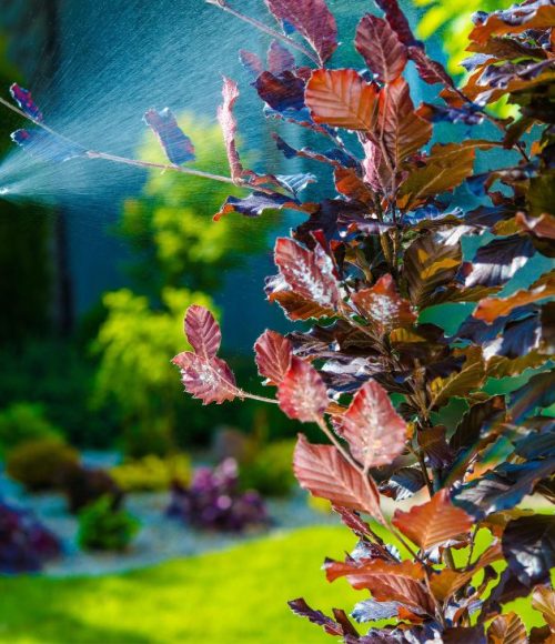 Eco-Friendly Pest Control