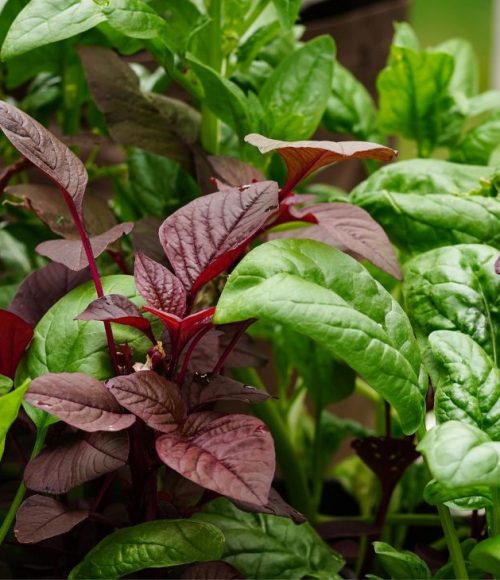 The Joy of Homegrown Herbs