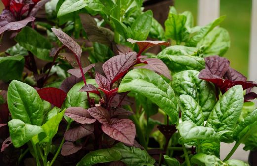The Joy of Homegrown Herbs