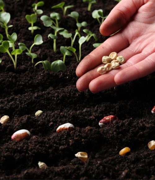 Spring Planting Tips