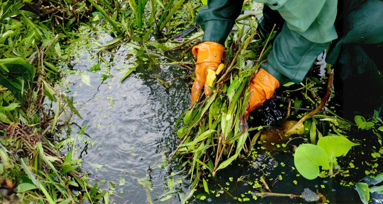 garden-cleaning